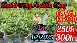 1/2/2025☎️0985815710 Lanh 👉khai trương bán rẻ cây lớn 1 mét 20 giá rẻ luôn 250k 300k bao sip