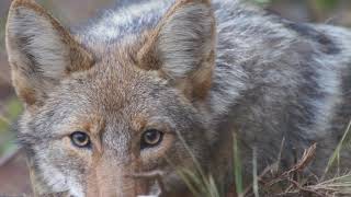 wild wolf video | #NetGeowild | #wolfshorts