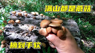 帶你走進雲南大山裡采蘑菇，拔蘑菇拔到手軟是種怎樣的體驗？可以說滿山都是蘑菇（下）