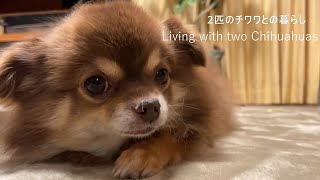 2匹のチワワとの暮らし　Living with two Chihuahuas