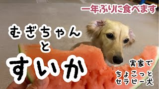 No.265 スイカを食べるむぎちゃん❤️久しぶりにちょこっとセラピー犬になりました🥰