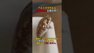 アメフクラガエル独特の魅力と鳴き声！#アメフクラ #ガエル #ペット