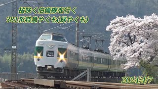 桜咲く伯備線を行く381系特急やくも(緑やくも)　　2024/4/7