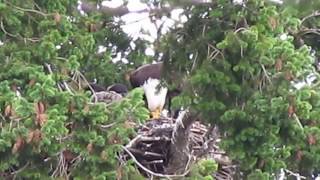 Roberts Bay mystery May 31 2017 002