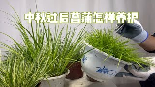 园艺师教你：中秋过后，菖蒲怎样养护？很实用 ！赶紧看看