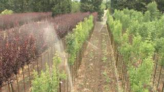 Les Pépinières du Bas Rhône