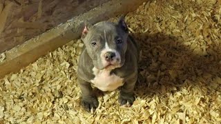 AMERICAN BULLY PUPPY ON THE WAY TO HER NEW HOME 1 MALE AVAILABLE