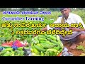 ಸೌತೆಕಾಯಿ ಬೆಳೆ. Cucumber cultivation Southekayi krushi. cucumber farming in kannada. ಸೌತೆಕಾಯಿ ಬೇಸಾಯ