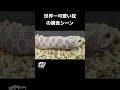 世界一可愛い蛇の捕食シーン🐍