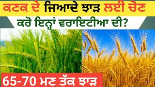 ਕਣਕ ਦੇ ਜਿਆਦੇ ਝਾੜ ਵਾਲੀਆਂ ਵਰਾਇਟੀਆ #wheat#327#savannah#dap#303#172#npk#826