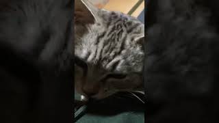 飼い主の首を絞めるネコ🐱