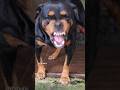 Angry Rottweiler barking video #rottweiler #angrypets #cuteanimal #angrypuppy #cutepet #rottweiler