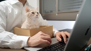 【在宅勤務】子猫に席を用意して仕事に参加させてみたwwww