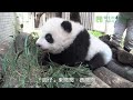 圓仔的戶外大自然體驗 baby giant panda yuan zai experiencing outdoor