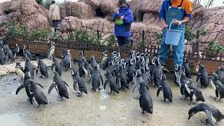 上越市水族館うみがたりスタッフのマゼランペンギンのエサやり