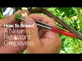 The New Generation Of Cabernet: How To Cross-Pollinate A Resistant Grape Vine (Classical Breeding)