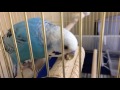 かじり棒の話　セキセイインコ・うめ　 budgerigar