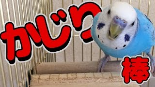 かじり棒の話　セキセイインコ・うめ　 Budgerigar