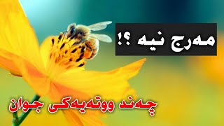 مەرج نیە !؟ [ چەند ووتەیەکی جوان ]