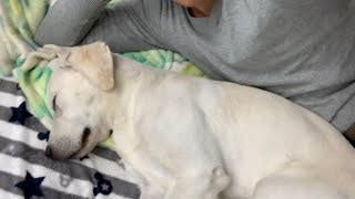 遊んで 疲れて 即寝 やっぱかわいい愛犬ベルさん🐕ラブラドールレトリバー