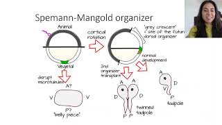 EvoDevo: Organizers