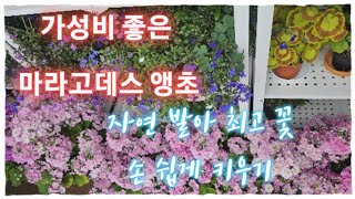 한번 사고 앞으로 돈 안들이고 예쁜 꽃을 보는 마라고데스 앵초