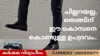 കണ്ടാൽ ആരും ചവിട്ടി അരച്ച് പോകുന്ന കൊമ്പൻ ചെല്ലിയെ കുറിച്ച്... വിശദമായി..