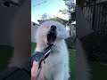 Drying my Samoyed in Slow Motion!