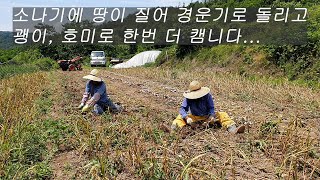 6월13일 의성마늘 수확- 소나기에 땅이 젖어 경운기에 마늘수확기 달아 한번 돌리고 괭이, 호미로 한번더 마늘 캡니다. 작업시간은 배가 넘게 걸리고 내일,모레 소나기 예보...