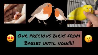 Our Birds #parakeetsjourneyfrombabies 🥰 మా పిట్టల పిల్లల జర్నీ