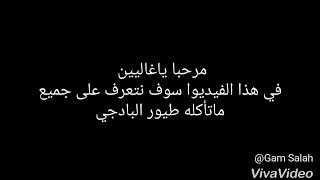 كيف اعطي طعام لبادجي ونصاءح هام 100👍👍👍👍🐦🐦