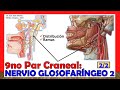 🥇 9no Par Craneal - NERVIO GLOSOFARÍNGEO 2/2 - (Distribución y Ramas)