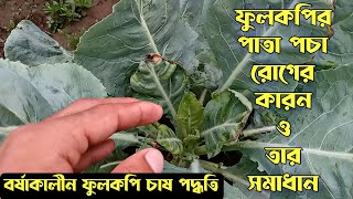 ফুলকপির পাতা পচা রোগের কারন ও তার সমাধান| ফুলকপির পাতা পচা রোগ| ফুলকপি চাষ পদ্ধতি@Agroone1