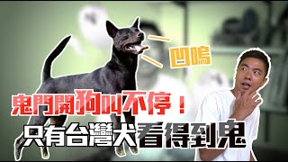 鬼門開狗叫不停！只有台灣犬看得到鬼？｜熊爸估狗