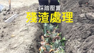 【休閒小菜園】菜園殘渣處理，畦面整理施基肥，茄子、青龍辣椒、秋葵種植。