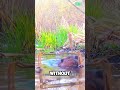 the downfall of a bold beaver trapped in an unlucky twist shorts viralvideo