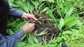 Hunting for Wild Garlic