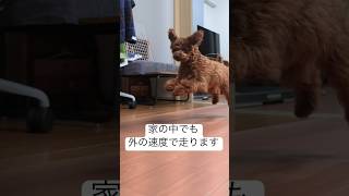 うちのトイプードルは家の中でも全速力で走ります。 #トイプードル #puppy #子犬