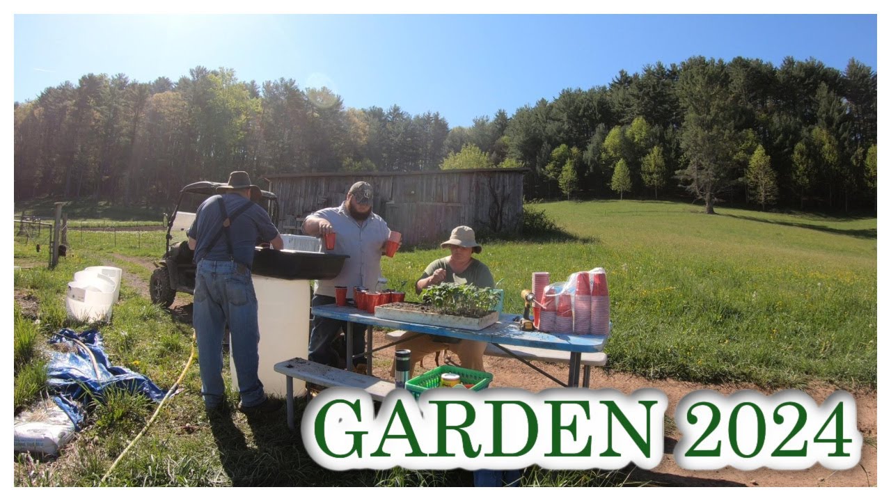 Up Potting Tomatoes Youtube