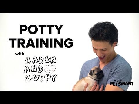PetSmart Puppy Training: How to Potty Train a Puppy PetSmart Puppy Training: How to Potty Train a Puppy