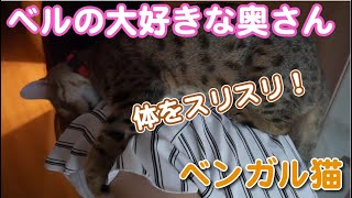 【ベンガル猫】ベルの一番好きなヒトに渾身のアピール！！