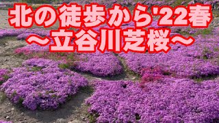 北の徒歩から’22春〜立谷川芝桜