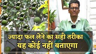 ज्यादा फल लेने का सही तरीका यह कोई नहीं बताएगा Pomelo (चकोतरा) का पौधा घर पर कैसे उगाये