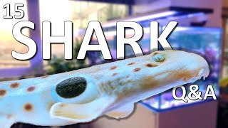 15 Saltwater Aquarium Shark Questions and Answers!