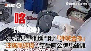 阿公一回家就呼喚法鬥金孫 狗搖尾迎接 翻肚討摸｜法國鬥牛犬｜寵物