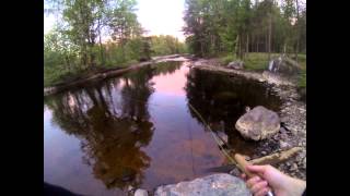 Flugfiske efter abborre / Fly Fishing for perch