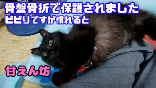 骨盤骨折で保護された長毛黒猫は警戒心が解けるとへそ天で遊ぶ（保護猫カフェ猫の惑星にゃーくる）京橋駅　Black cat rescued after suffering pelvic fracture