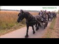 herfstrit fokvereniging het friesche paard zuid nederland 2017