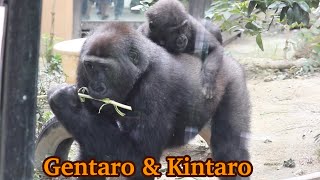 父ちゃんの側で騒がしく遊び始める兄弟ゴリラ⭐️Gorilla【京都市動物園】The two sons play noisily beside their relaxing father.