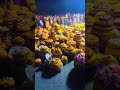 ma sadhula bathukamma🏵️🌺